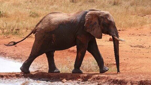 非洲象loxodontaafricana雄性站在水坑察沃公园在肯尼亚实时4K