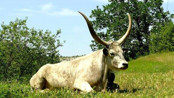 大牛在牧场上休息