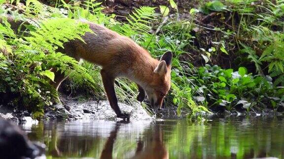 红狐在森林小溪中饮水