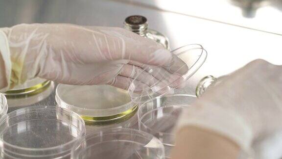 一个特写的实验室科学家倒特殊的试剂培养皿在研究实验室微生物培养