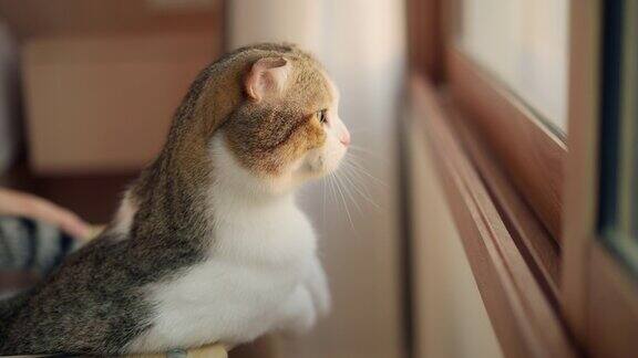 猫看待房子外面世界的方式它能促进猫的心理健康