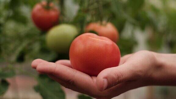 收获的西红柿