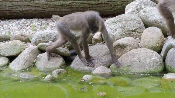 幼小的钻猴在水面上寻找食物