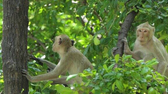 热带雨林中的猴子在树上