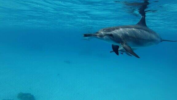 超慢的动作母亲保护小海豚在蓝色的水面下游泳飞旋海豚(长颈海豚)特写水下拍摄红海萨塔亚礁(海豚屋)马萨阿拉姆埃及非洲