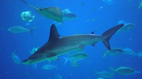 鲨鱼在水下游泳在水中观看海底海洋动物