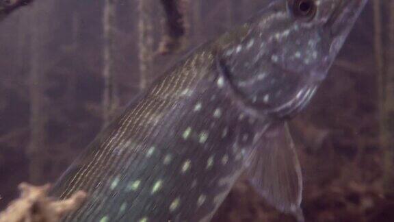 野生梭子鱼在自然栖息地的冒险镜头关闭了鱼游离了摄像机