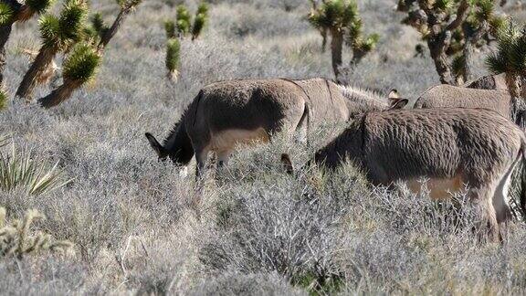 莫哈韦沙漠里的野驴