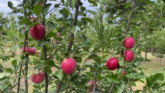 在果园的树枝上有红色光泽的苹果