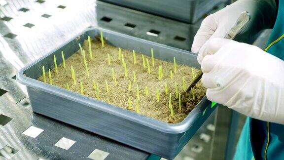 近距离观察戴着手套的实验室工作人员在小盒子里的土壤中观察正在生长的绿色芽科学实验室研究生物技术转基因概念