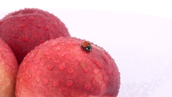 近距离的瓢虫爬上新鲜油桃孤立的白色背景生态产品