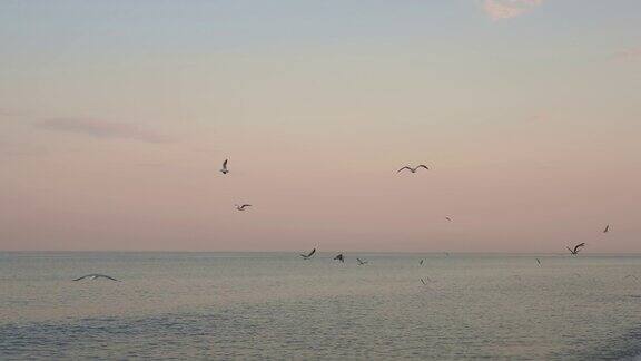 一群海鸥在粉红色的黄昏中飞过地平线