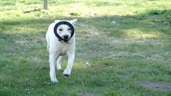 一只带着戒指奔跑的拉布拉多犬
