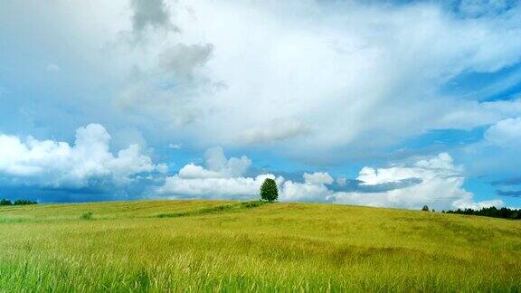 绿野上的一棵孤独的树映衬着蓝天
