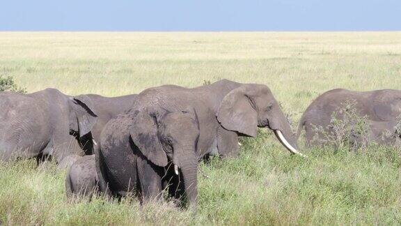 非洲的大象吃着走着母亲和孩子