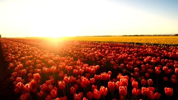 荷兰的春天红色郁金香在地里生长