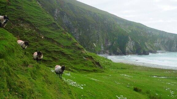 爱尔兰黑脸绵羊在海崖造型