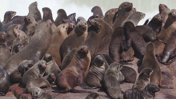 纳米比亚骷髅海岸国家公园的岩石上一大群海角海狗和幼崽挤在一起的4k特写镜头