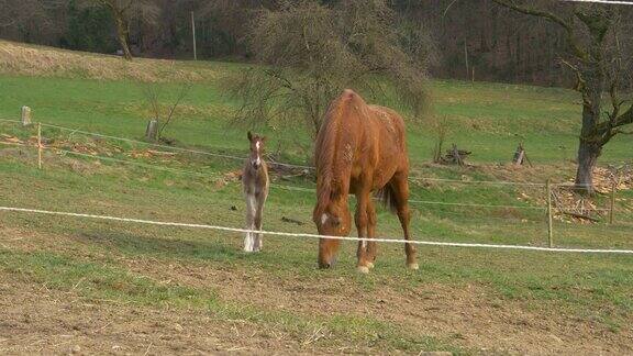 近距离观察:可爱的小马宝宝在牧场上蹦蹦跳跳地围着吃草的妈妈