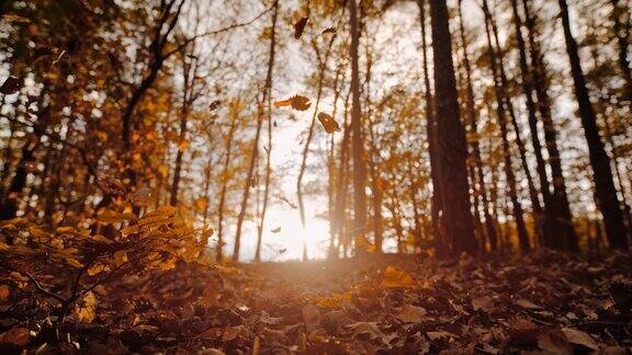 MS超级慢镜头金色的秋叶飘落在阳光明媚宁静的森林里