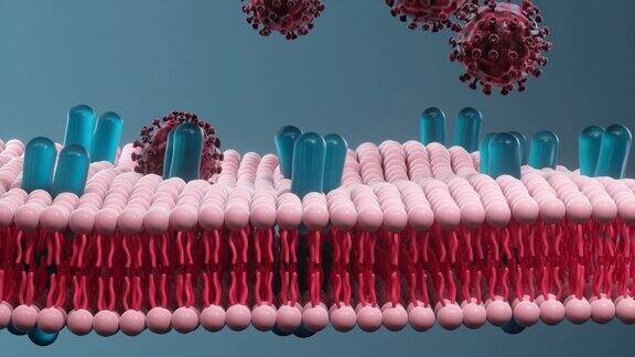 细胞膜和冠状病毒医学概念3d渲染