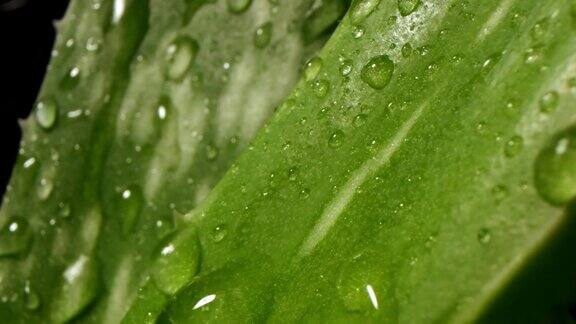 水滴缓缓地落在一片新鲜的绿叶上从芦荟叶中提取提取物自然湿度或环境清洁治愈