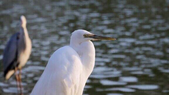 白鹭鸟停立在翻腾的湖面上