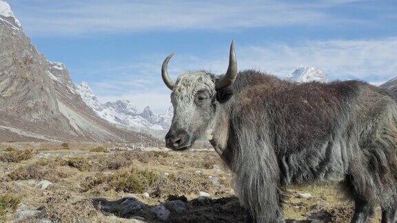 华丽的毛皮灰色牦牛站在阳光下看着积雪的高地全景