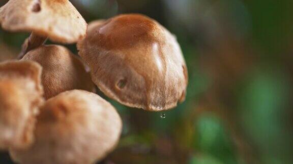 小蘑菇上的水滴