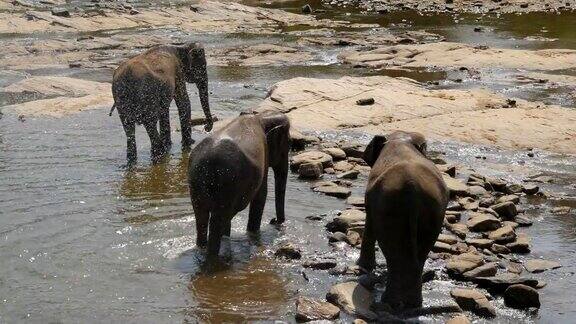 一群大象在河里或湖里洗澡近距离