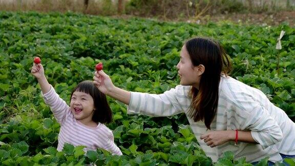 幸福的家庭妈妈和她的女儿在采摘草莓