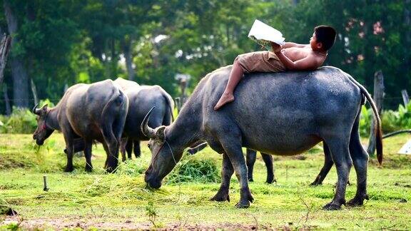 泰国水牛背上的孩子(手持相机)