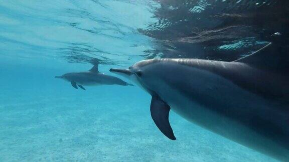 妈妈保护小海豚游泳在水面下的蓝色的水慢动作特写镜头水下镜头飞旋海豚(Stenellalongirostris)在红海萨塔亚礁(海豚屋)马萨阿拉姆埃及非洲