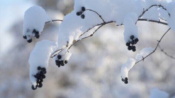 野生浆果被蓬松的雪覆盖的特写
