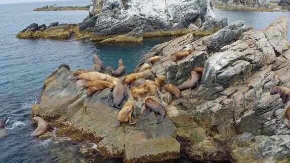 斯特勒的海狮在东海的一个岩石岛上休息和战斗无人机的观点
