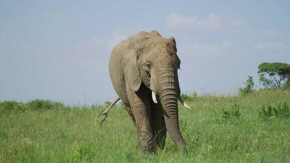 大象边吃边动耳朵