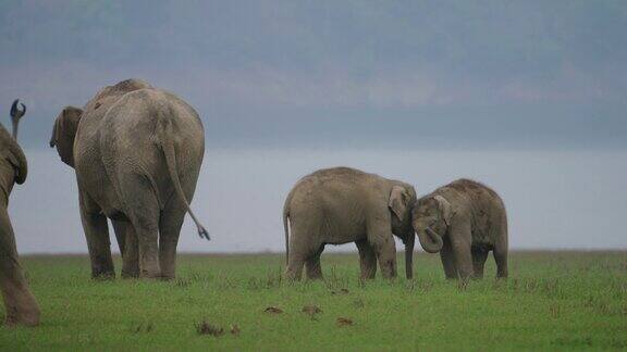 一群大象在国家公园吃草