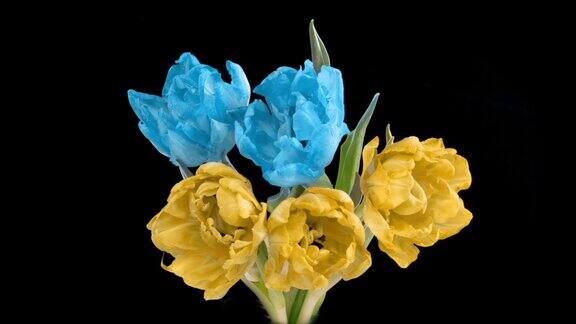 美丽的黄色和蓝色郁金香花的背景美丽的郁金香花束的黑色背景黄色和蓝色郁金香的花朵交替开放春天母亲节情人节节日爱情生日复活节