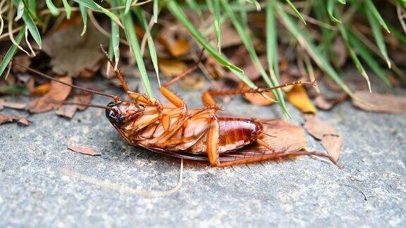 中毒的蟑螂被蚂蚁咬伤在草地附近挣扎