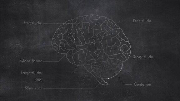 在黑板上手绘的人脑解剖学