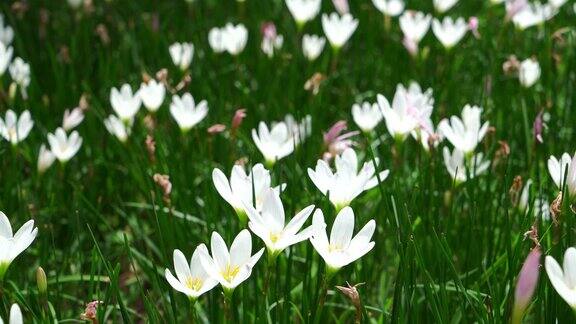 绿色草地上美丽的白色束花