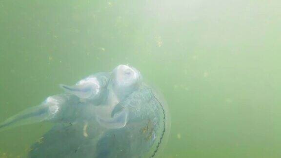 水母在浑浊的海水中游泳