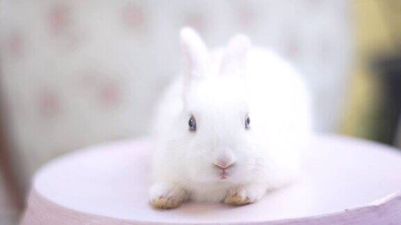 可爱的毛茸茸的兔子坐在桌子上