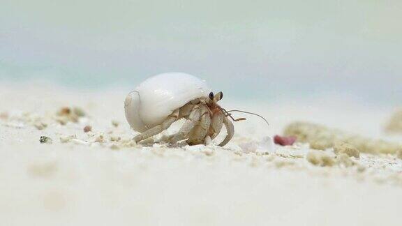 近景:沙滩上的寄居蟹