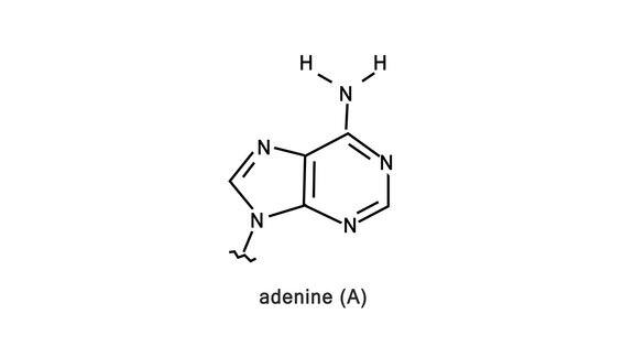 白色背景上的腺嘌呤分子原子结构动画DNA腺嘌呤酶