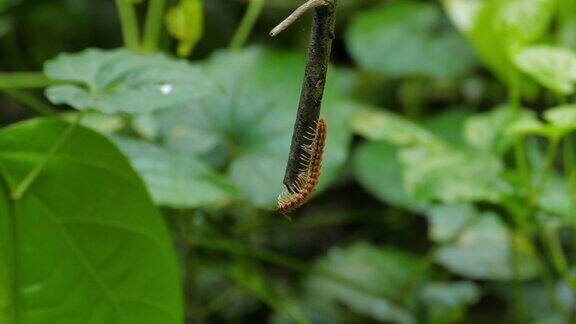 千足虫在热带雨林中行走