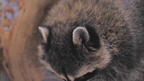 一只浣熊贪婪地吃东西的特写镜头动物园联系