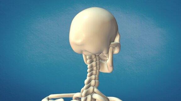 人体头骨的抽象医学动画