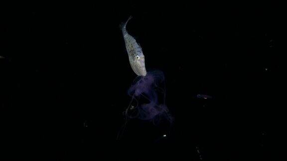 夜间在黑海中彩色地鲀吃水母