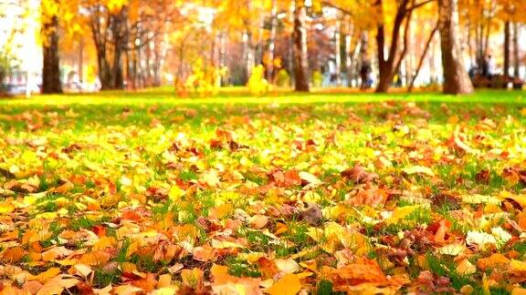 城市公园在秋天的时候阳光秋天的颜色在城市